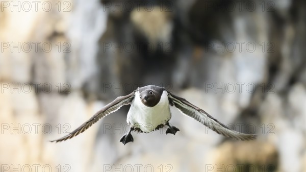 Close-up of a flying guillemot (Uria aalge) in front of rocks Bird looking funny into the camera,