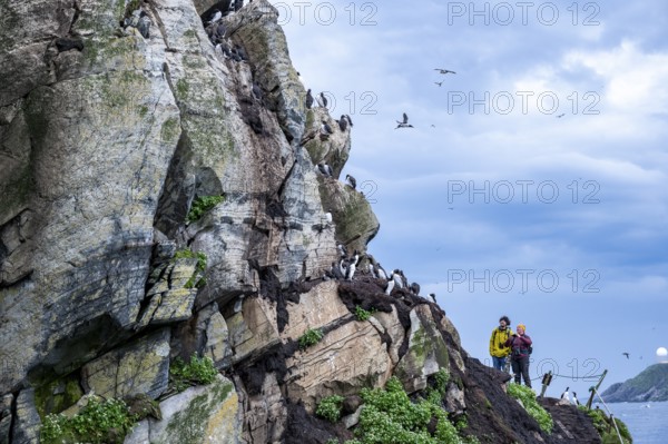 Two people watching guillemots (Uria aalge) on a rock under a cloudy sky, Hornoya, Vardø, Finnmark,