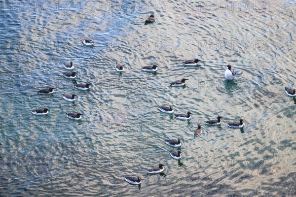 A group of guillemots (Uria aalge) swim in water that has been penetrated by the sun and shows
