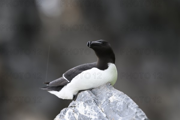 A razorbill (Alca torda) rests on a stone and enjoys the falling raindrops, Hornoya, Vardø,