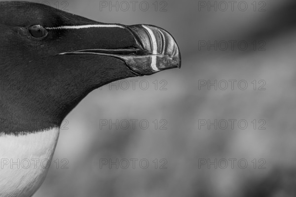 Portrait of a razorbill (Alca torda) close-up against a white background black and white image,