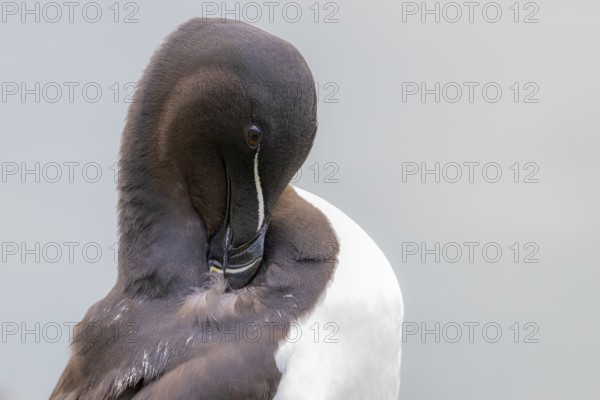 Portrait of a razorbill (Alca torda) during plumage care Close-up against a white background,