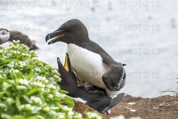 Two razorbills (Alca torda) with outstretched wings during copula courtship spread their wings,