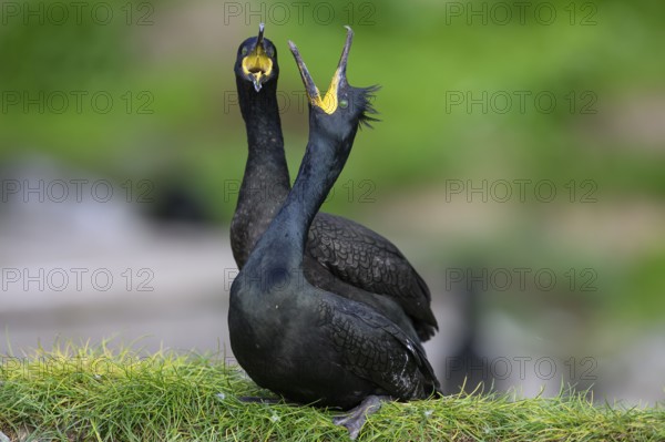Two shags (Gulosus aristotelis, syn.: Phalacrocorax aristotelis) standing close to each other,