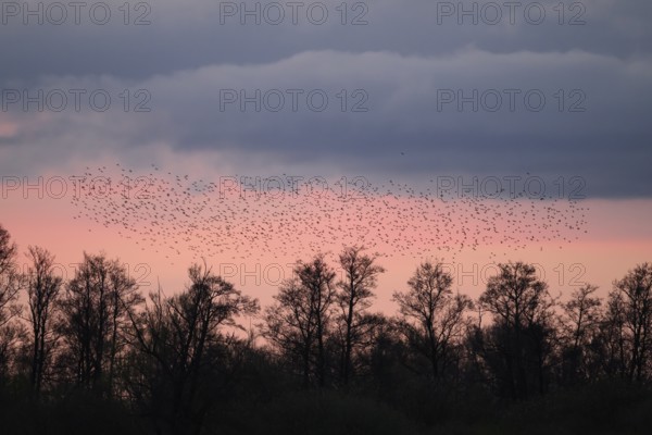 A flock of starlings (Sturnus vulgaris) flies over the silhouetted trees at sunset against a