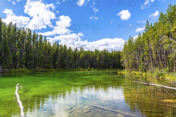 Emerald green waters of herbert lake mirroring a cloudy blue sky and surrounding pine forest in