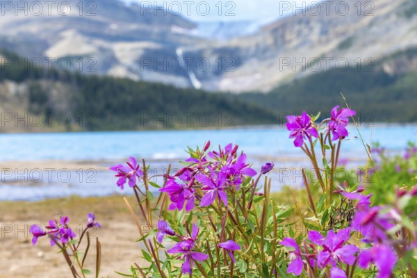 Purple flowers are blooming near the turquoise water of bow lake, with a waterfall and mountains in