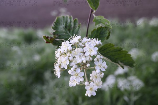 Inflorescence of a mulberry tree (Morus spec.), Dümmer nature park Park, Bohmte, Lower Saxony,