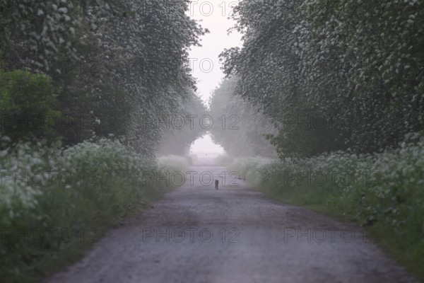 A misty path lined with green trees conveys a peaceful and tranquil atmosphere, Mulberry tree