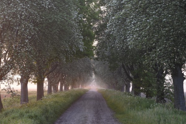 A narrow path leads through a forest, lined with trees in the soft light of a misty sunset.