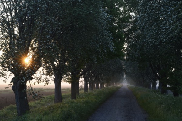 Sunrise over a country lane lined with trees shrouded in mist in a peaceful morning atmosphere.