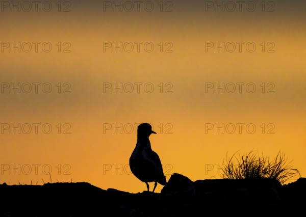 Silhouette of a golden plover (Pluvialis apricaria) in front of a colourful sunset, Vardø,
