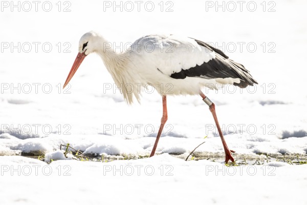 A white stork (Ciconia ciconia) stands in freshly fallen snow in a meadow, surrounded by a wintry