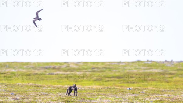 Arctic fox (Vulpes arctica) being attacked by parasitic skua (Stercorarius parasiticus), Finnmark,