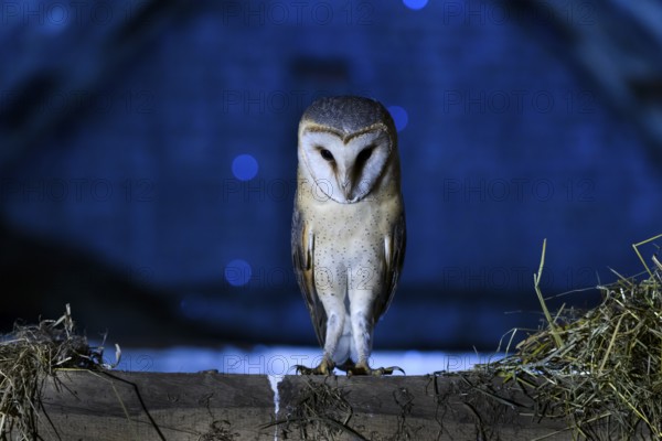 Bockhorst, Versmold, North Rhine-Westphalia, Germany, An owl sitting on a beam in a nighttime scene