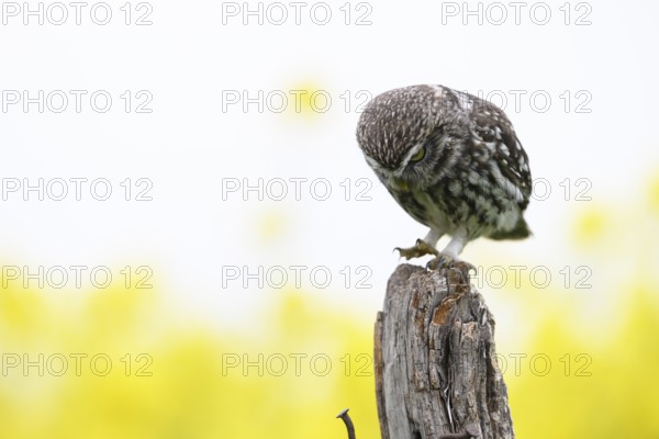 Little owl (Athene noctua) in the evening on an old willow pole with a yellow rape field in the