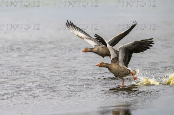 Two greylag geese (Anser anser) take off from a water surface, Ochsenmoor, Dümmer nature park Park,