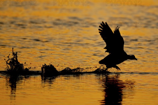 A coot Eurasian Coot (Fulica atra) takes off from the water in the orange-coloured evening