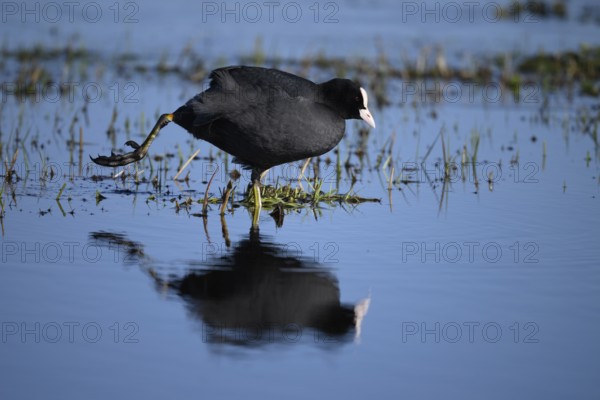 A coot Eurasian Coot (Fulica atra) stands in the water with its reflection visible and stretches