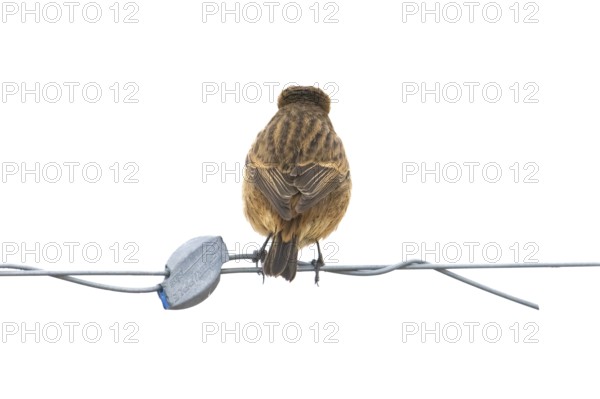 A stonechat (Saxicola rubicola) sitting on a metal wire in front of a blue sky, Dümmer nature park