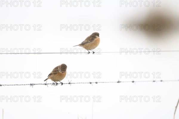 Two stonechat (Saxicola rubicola) sitting on a metal wire in front of a blurred background, Dümmer