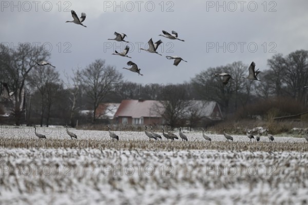 Resting cranes (Grus grus) on a snow-covered maize field in winter, some cranes flying above,