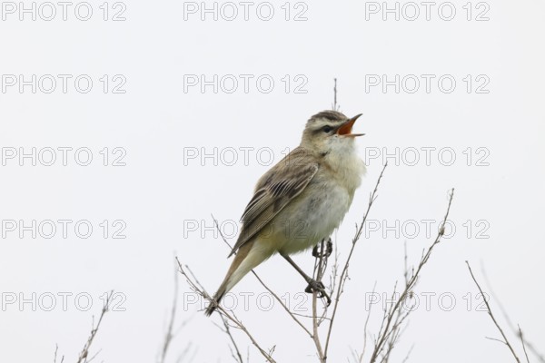 A reed warbler (Acrocephalus schoenobaenus) sits on its perch on bare branches and sings into the