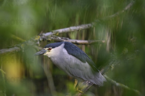 Night heron (Nycticorax nycticorax) hiding in a willow bush, Dümmer nature park Park, Lower Saxony,
