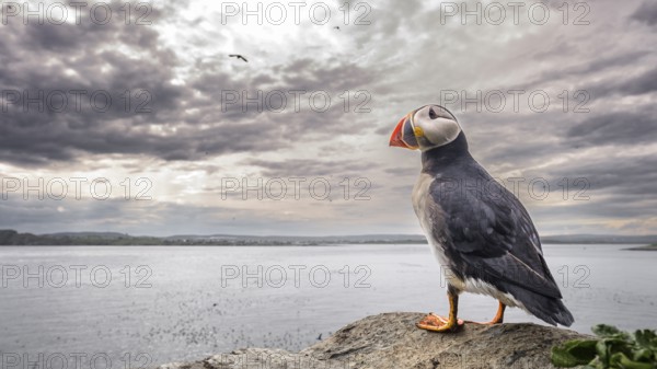 A puffin stands on a cliff overlooking the sea under a cloudy sky at sunset, wide angle view