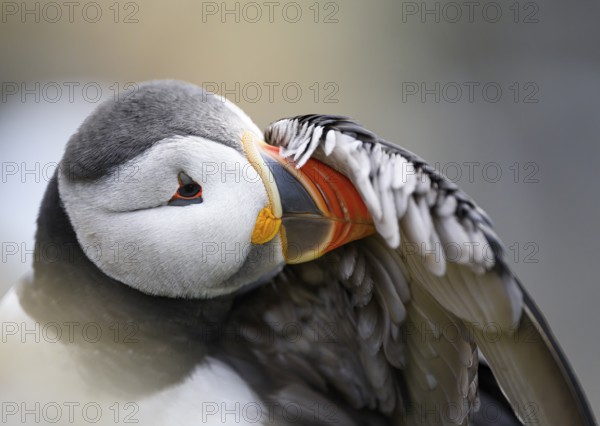 A puffin (Fratercula arctica) cleans its feathers in a close-up that highlights the colours and