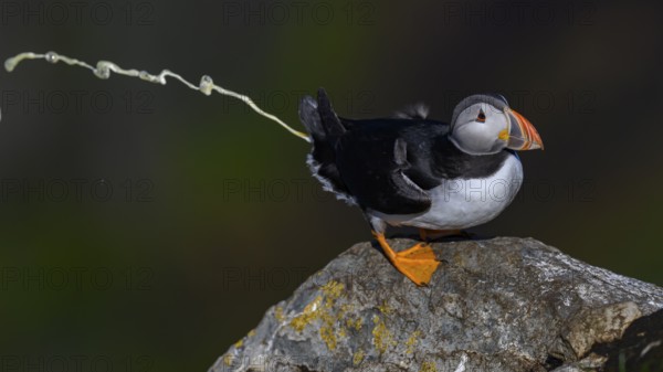 A puffin on a rock in a humorous pose he poops down the rock, his white excrement is visible as a