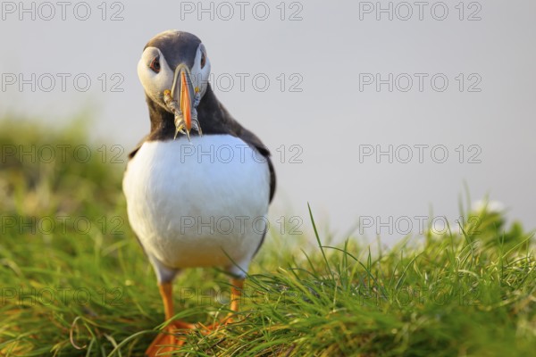 Puffin (Fratercula artica) with fish Sandeel (Ammodytes marinus) in its beak looking attentively at