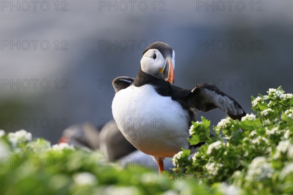 A puffin (Fratercula arctica) stands with outstretched wings on a green meadow with flowers in the