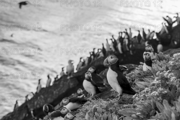 Puffin (Fratercula arctica) sitting on a rock in a black and white photograph with sea view in the