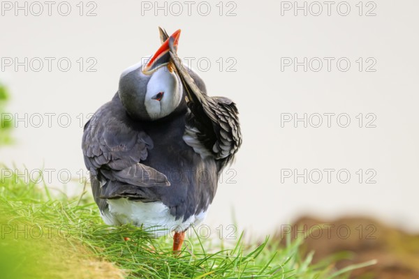 A puffin (Fratercula arctica) preening its wings against a white background, Hornoya, Vardø,