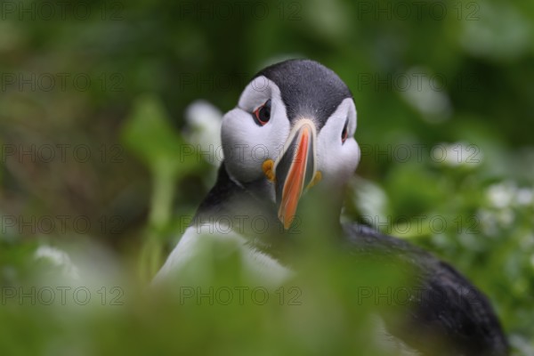 A puffin (Fratercula arctica) portrait in a close-up against a blurred green background that brings