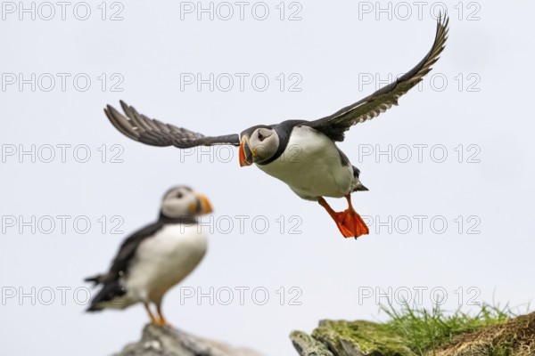 A puffin (Fratercula arctica) flies over a cliff while another watches, Hornoya, Vardö, Finnmark,