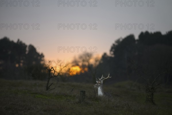 A fallow deer (Dama dama) with majestic antlers sits in a clearing in the last evening light at