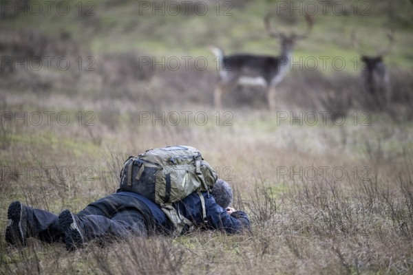 A photographer lies in a meadow and observes two fallow deer (Dama dama) in a natural environment,