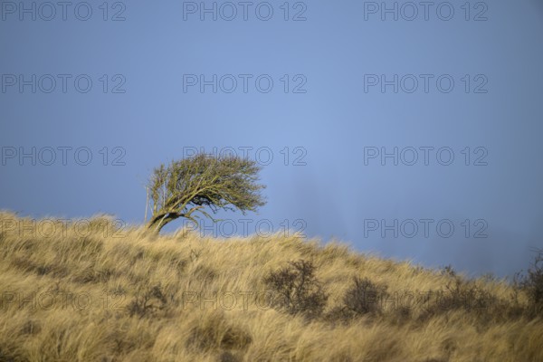 A lonely tree bush leaning in the wind on a grassy slope under clear blue sky, Amsterdamse
