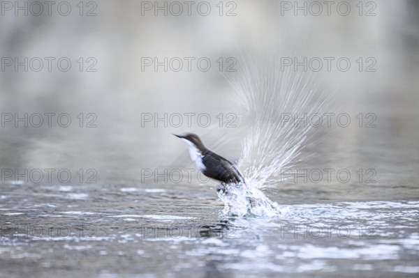 A dipper (Cinclus cinclus) flies up from the water of a stream, splashing a lot of water upwards,