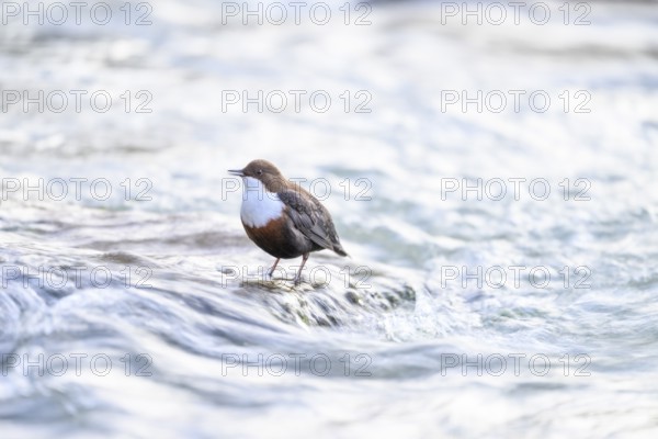 A dipper (Cinclus cinclus) sits singing in the flowing water of a river, East Westphalia, North