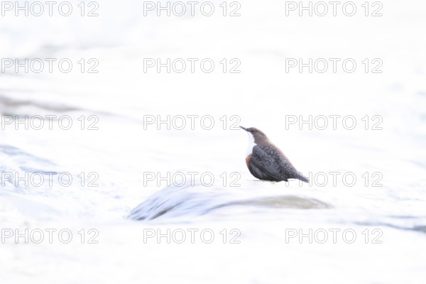 A dipper (Cinclus cinclus) sitting on a stone in the water surrounded by bright light High Key