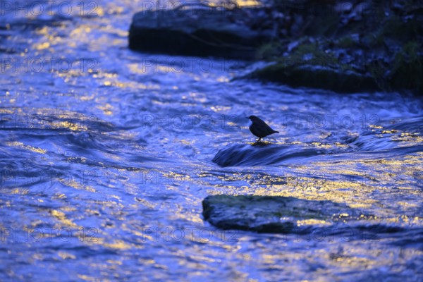 A dipper (Cinclus cinclus) stands on a rock in the water at dusk, surrounded by the blue light of