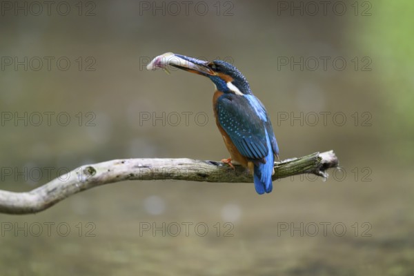 A kingfisher (Alcedo atthis) sitting on a branch above the water with a caught fish in its beak,