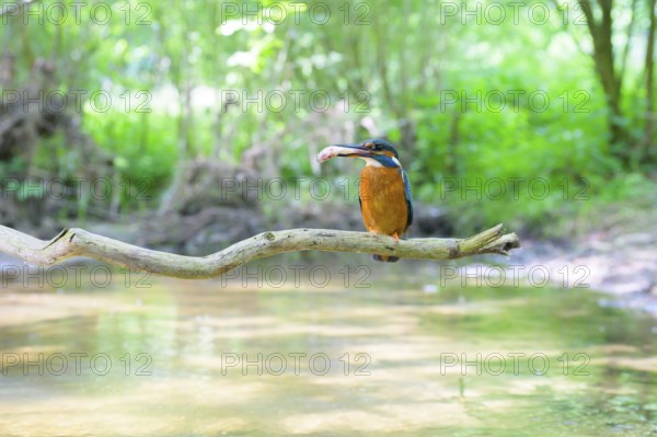 A kingfisher (Alcedo atthis) with a fish in its beak sitting on a branch above a river in a green