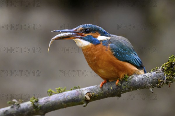 A kingfisher (Alcedo atthis) on a branch above a river in daylight with prey in its beak sitting