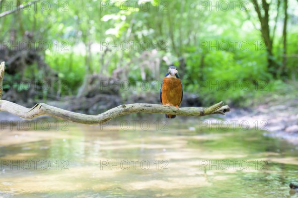 A kingfisher (Alcedo atthis) sits on a branch above a river in a green wooded area in daylight,