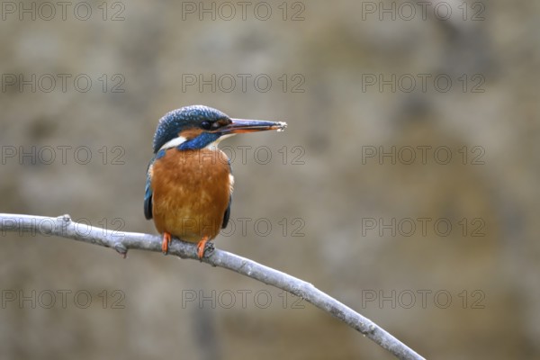 A kingfisher (Alcedo atthis) with a fish in its beak sits on a branch above a river in daylight its