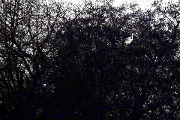 A Great Egret (Egretta alba) sits majestically in a dark tree with branched branches, Dümmer nature
